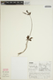 Jacaranda copaia subsp. spectabilis (Mart. ex A. DC.) A. H. Gentry, PERU, J. Treacy 158, F