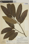 Aspidosperma darienense Woodson ex Dwyer, BRAZIL, H. S. Irwin 48412, F