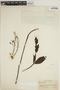 Jacaranda glabra (A. DC.) Bureau & K. Schum., COLOMBIA, G. Klug 1852, F
