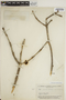 Jacaranda obtusifolia Bonpl., BRAZIL, B. A. Krukoff 5341, F