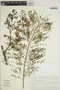 Jacaranda mimosifolia D. Don, ECUADOR, P. Mena 1001, F