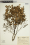 Jacaranda mimosifolia D. Don, COLOMBIA, 1, F
