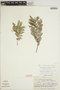 Jacaranda mimosifolia D. Don, BOLIVIA, W. E. Carter 71, F