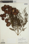 Jacaranda mimosifolia D. Don, PERU, A. H. Gentry 22685, F