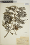 Jacaranda mimosifolia D. Don, PERU, R. J. Seibert 2309, F