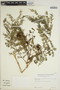 Jacaranda mimosifolia D. Don, PARAGUAY, P. Arenas 369, F