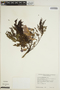 Jacaranda mimosifolia D. Don, BOLIVIA, C. Davidson 3765, F