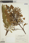 Jacaranda mimosifolia D. Don, ARGENTINA, A. Schinini 14658, F