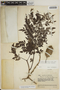 Jacaranda obtusifolia subsp. rhombifolia (G. Mey.) A. H. Gentry, VENEZUELA, J. A. Steyermark 62828, F