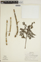 Jacaranda obtusifolia Bonpl. subsp. obtusifolia, PERU, T. B. Croat 20334, F