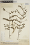 Jacaranda obtusifolia subsp. rhombifolia (G. Mey.) A. H. Gentry, VENEZUELA, Ll. Williams 11496, F
