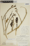 Jacaranda obtusifolia subsp. rhombifolia (G. Mey.) A. H. Gentry, SURINAME, P. A. Florschütz 2650, F