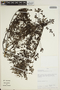 Jacaranda obtusifolia Bonpl., PERU, A. H. Gentry 39556, F