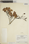 Jacaranda obtusifolia subsp. rhombifolia (G. Mey.) A. H. Gentry, VENEZUELA, J. A. Steyermark 28, F