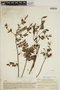 Jacaranda obtusifolia subsp. rhombifolia (G. Mey.) A. H. Gentry, VENEZUELA, Ll. Williams 12949, F