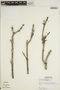 Jacaranda obtusifolia Bonpl. subsp. obtusifolia, PERU, S. T. McDaniel 18892, F