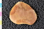 PE83757b_p