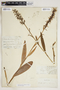 Platanthera lacera image