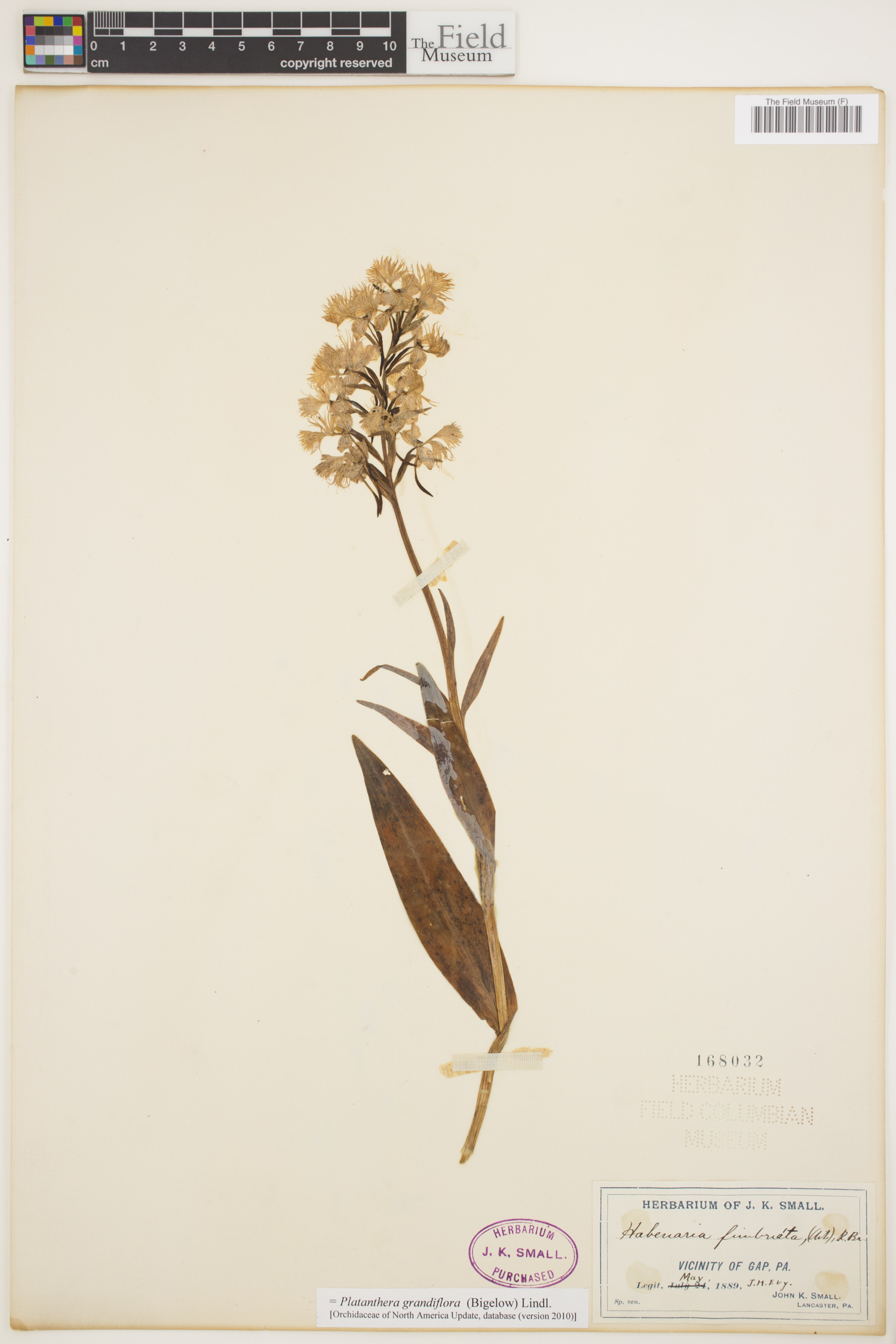 Platanthera grandiflora image