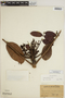 Carapa guianensis Aubl., BRITISH GUIANA [Guyana], A. C. Persaud 291, F