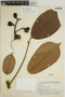 Ormosia coccinea (Aubl.) Jacks., BRAZIL, B. A. Krukoff 12377/137, F