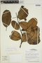 Ormosia costulata (Miq.) Kleinhoonte, BRAZIL, W. Thomas 5459, F
