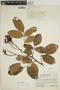 Ormosia costulata (Miq.) Kleinhoonte, SURINAME, 25051, F