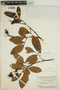 Ormosia costulata (Miq.) Kleinhoonte, SURINAME, B. Maguire 24222, F