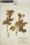 Ormosia costulata (Miq.) Kleinhoonte, SURINAME, B. Maguire 24960, F