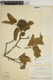 Aspidosperma excelsum Benth., SURINAME, H. S. Irwin 55617, F