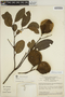 Aspidosperma excelsum Benth., BRAZIL, T. C. Plowman 9843, F