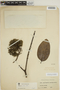 Aspidosperma excelsum Benth., GUYANA, J. R. Laekie 2037, F