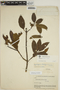 Aspidosperma excelsum Benth., BOLIVIA, B. A. Krukoff 10872, F