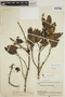 Aspidosperma excelsum Benth., BOLIVIA, B. A. Krukoff 10833, F