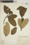 Aspidosperma excelsum Benth., VENEZUELA, L. Marcano-Berti 662, F