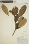 Aspidosperma excelsum Benth., Venezuela, J. A. Steyermark 75538, F