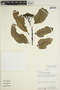 Aspidosperma excelsum Benth., VENEZUELA, B. K. Holst 2467, F