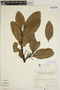 Aspidosperma excelsum Benth., VENEZUELA, L. Marcano-Berti 720, F