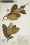 Aspidosperma excelsum Benth., VENEZUELA, J. A. Steyermark 75538, F