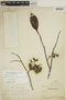 Aspidosperma excelsum Benth., PERU, Ll. Williams 3197, F