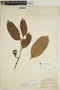 Aspidosperma excelsum Benth., BRAZIL, A. Ducke 660, F