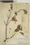 Aspidosperma excelsum Benth., BRAZIL, B. A. Krukoff 7207, F