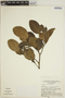 Aspidosperma excelsum Benth., BRAZIL, G. T. Prance 14216, F