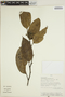 Aspidosperma excelsum Benth., PERU, N. Jaramillo 446, F
