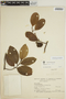 Aspidosperma excelsum Benth., BRAZIL, J. Chagas 3252, F