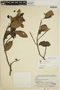 Aspidosperma excelsum Benth., BRAZIL, R. de Lemos Fróes 12150, F