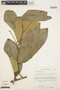 Aspidosperma myristicifolium (Markgr.) Woodson, PERU, T. C. Plowman 6844, F