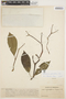 Aspidosperma parvifolium A. DC., VENEZUELA, Ll. Williams 11829, F