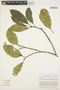 Aspidosperma parvifolium A. DC., BOLIVIA, R. T. Pennington 74, F