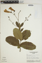 Jacaranda simplicifolia K. Schum., BRAZIL, W. R. Anderson, F
